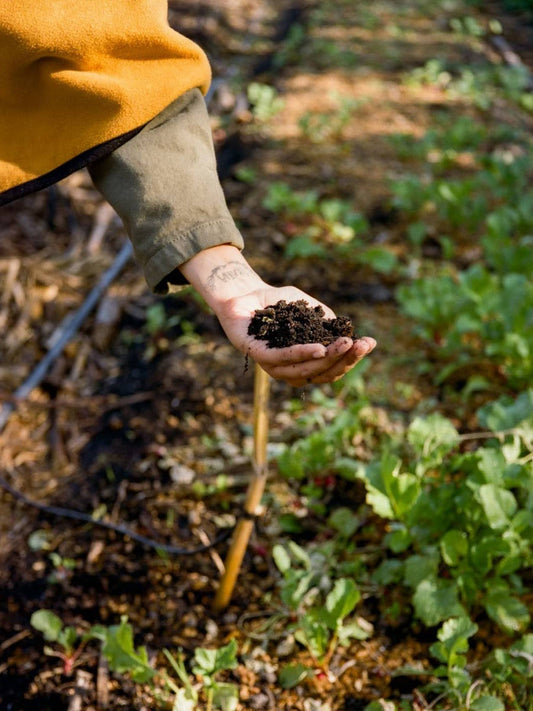 Arca Tierra - Chinampas of Xochimilco: Growing With the Land, Not Against It
